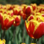 探索乐虎国际电子游戏平台的多样化娱乐选择与精彩活动 4yca931