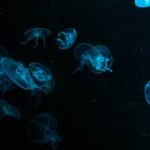 探索九五至尊4网址886868的游戏乐趣与精彩活动 daoa0r